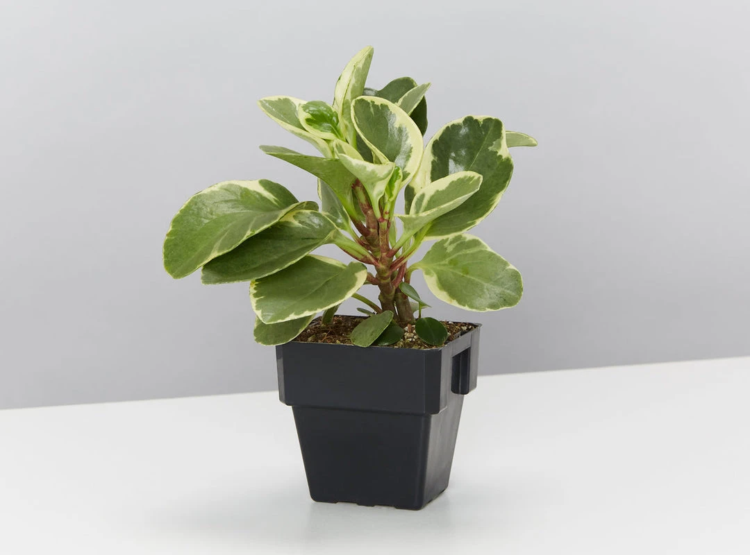 Indoor Garden Pet-Friendly✨ Indoor Plant Pack - 85mm Pet-friendly Indoor Plants 7 Indoor Garden Pet-Friendly???? Indoor Plant Pack - 85mm Pet-friendly Indoor Plants
