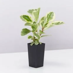 Indoor Garden Pet-Friendly Indoor Plant Pack 😀 25 Indoor Garden Pet-Friendly Indoor Plant Pack ????