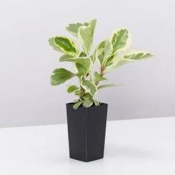 Indoor Garden Pet-friendly Indoor Plants All About Peperomia Pack 19 Indoor Garden Pet-friendly Indoor Plants All About Peperomia Pack