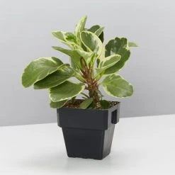 Indoor Garden Plant Packs Mr Kitly 3 Plants & 3 Pots - 250mm