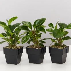 Indoor Garden Peperomia Obtusifolia Jade 85mm