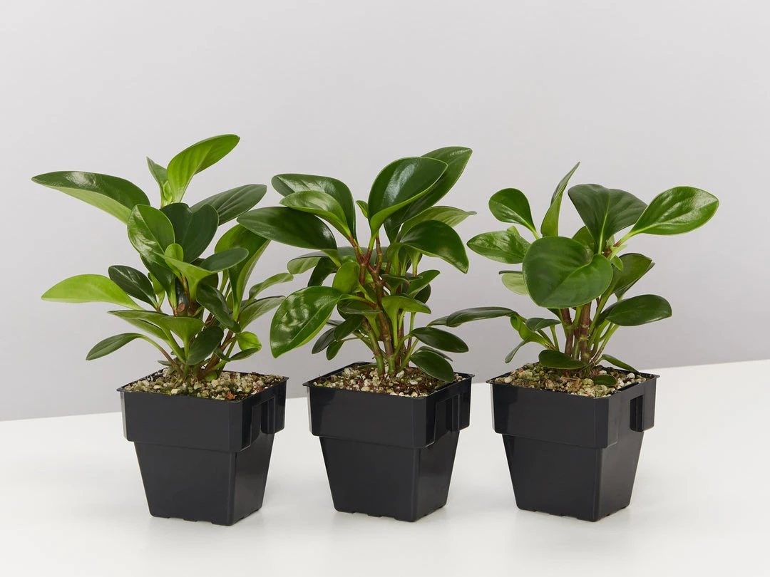 Indoor Garden Peperomia Obtusifolia Jade 85mm 3 Indoor Garden Peperomia Obtusifolia Jade 85mm