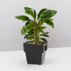 Indoor Garden All About Peperomia Pack - Larger Plants Pet-friendly Indoor Plants