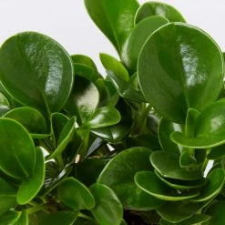 Indoor Garden Pet-friendly Indoor Plants All About Peperomia Pack 18 Indoor Garden Pet-friendly Indoor Plants All About Peperomia Pack