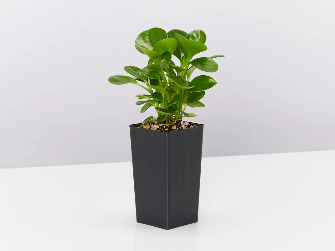 Indoor Garden Pet-friendly Indoor Plants All About Peperomia Pack 7 Indoor Garden Pet-friendly Indoor Plants All About Peperomia Pack