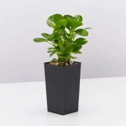 Indoor Garden Peperomia Obtusifolia Jade