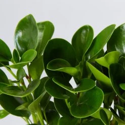 Indoor Garden All About Peperomia Pack - Larger Plants Pet-friendly Indoor Plants