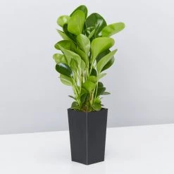 Indoor Garden The Teachers Classroom Houseplant Pack 28 Indoor Garden The Teachers Classroom Houseplant Pack