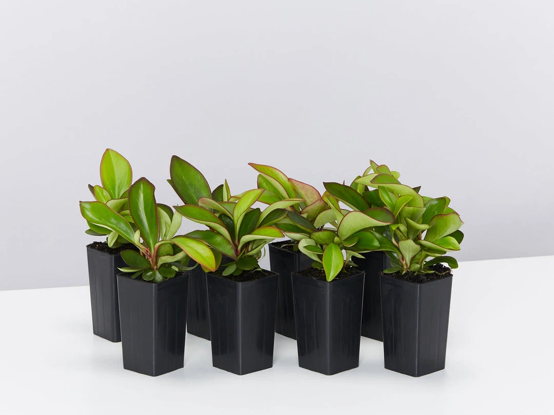 Indoor Garden Cacti & Succulents Peperomia Clusiifolia Red Edge 3 Indoor Garden Cacti & Succulents Peperomia Clusiifolia Red Edge