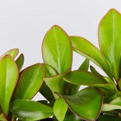 Indoor Garden Cacti & Succulents Peperomia Clusiifolia Red Edge 9 Indoor Garden Cacti & Succulents Peperomia Clusiifolia Red Edge