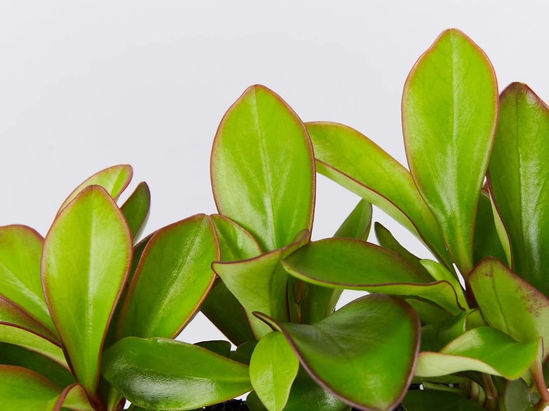 Indoor Garden Cacti & Succulents Peperomia Clusiifolia Red Edge 5 Indoor Garden Cacti & Succulents Peperomia Clusiifolia Red Edge