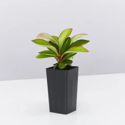 Indoor Garden Cacti & Succulents Peperomia Clusiifolia Red Edge