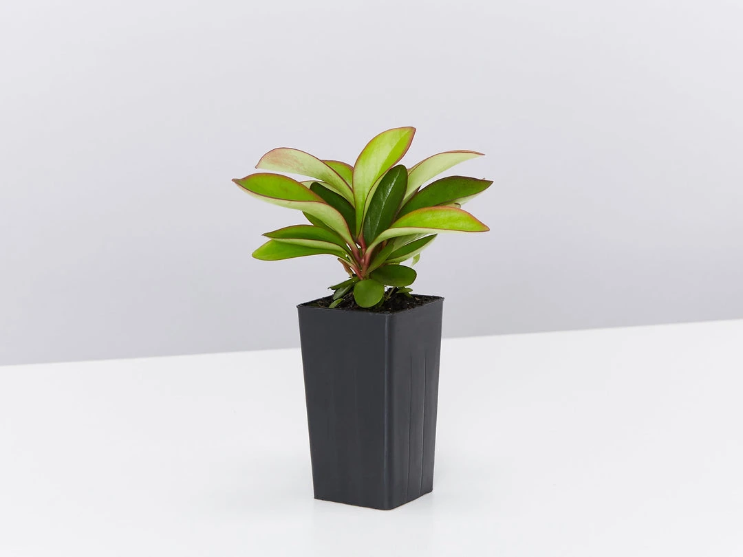 Indoor Garden Cacti & Succulents Peperomia Clusiifolia Red Edge 4 Indoor Garden Cacti & Succulents Peperomia Clusiifolia Red Edge