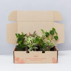 Indoor Garden Pet-friendly Indoor Plants All About Peperomia Pack