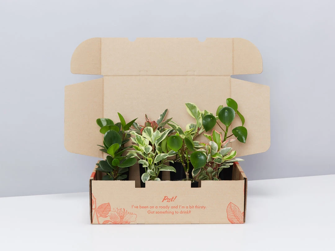 Indoor Garden Pet-friendly Indoor Plants All About Peperomia Pack 3 Indoor Garden Pet-friendly Indoor Plants All About Peperomia Pack