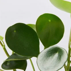 Indoor Garden Peperomia Polybotrya