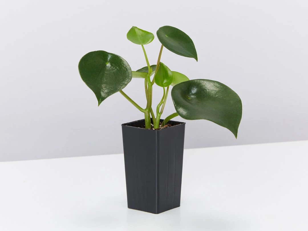 Indoor Garden Pet-friendly Indoor Plants All About Peperomia Pack 11 Indoor Garden Pet-friendly Indoor Plants All About Peperomia Pack