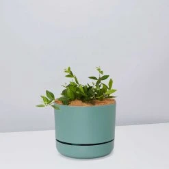 Pot + Plant Gift Box Peperomia Puteolata Diamond - Pot + Plant + Soil