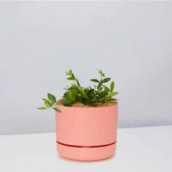 Pot + Plant Gift Box Peperomia Puteolata Diamond - Pot + Plant + Soil
