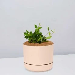 Pot + Plant Gift Box Peperomia Puteolata Diamond - Pot + Plant + Soil