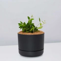 Pot + Plant Gift Box Peperomia Puteolata Diamond - Pot + Plant + Soil