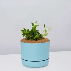Pot + Plant Gift Box Peperomia Puteolata Diamond - Pot + Plant + Soil