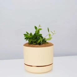 Pot + Plant Gift Box Peperomia Puteolata Diamond - Pot + Plant + Soil