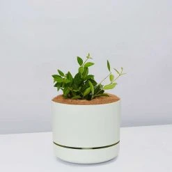 Pot + Plant Gift Box Peperomia Puteolata Diamond - Pot + Plant + Soil