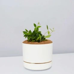 Pot + Plant Gift Box Peperomia Puteolata Diamond - Pot + Plant + Soil