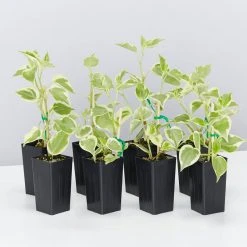 Succulents Cupid Peperomia Peperomia Scandens Variegata Pool Friendly Plants