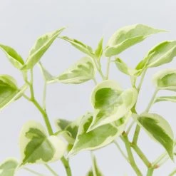 Succulents Cupid Peperomia Peperomia Scandens Variegata Pool Friendly Plants