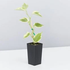 Indoor Garden The Teachers Classroom Houseplant Pack 20 Indoor Garden The Teachers Classroom Houseplant Pack