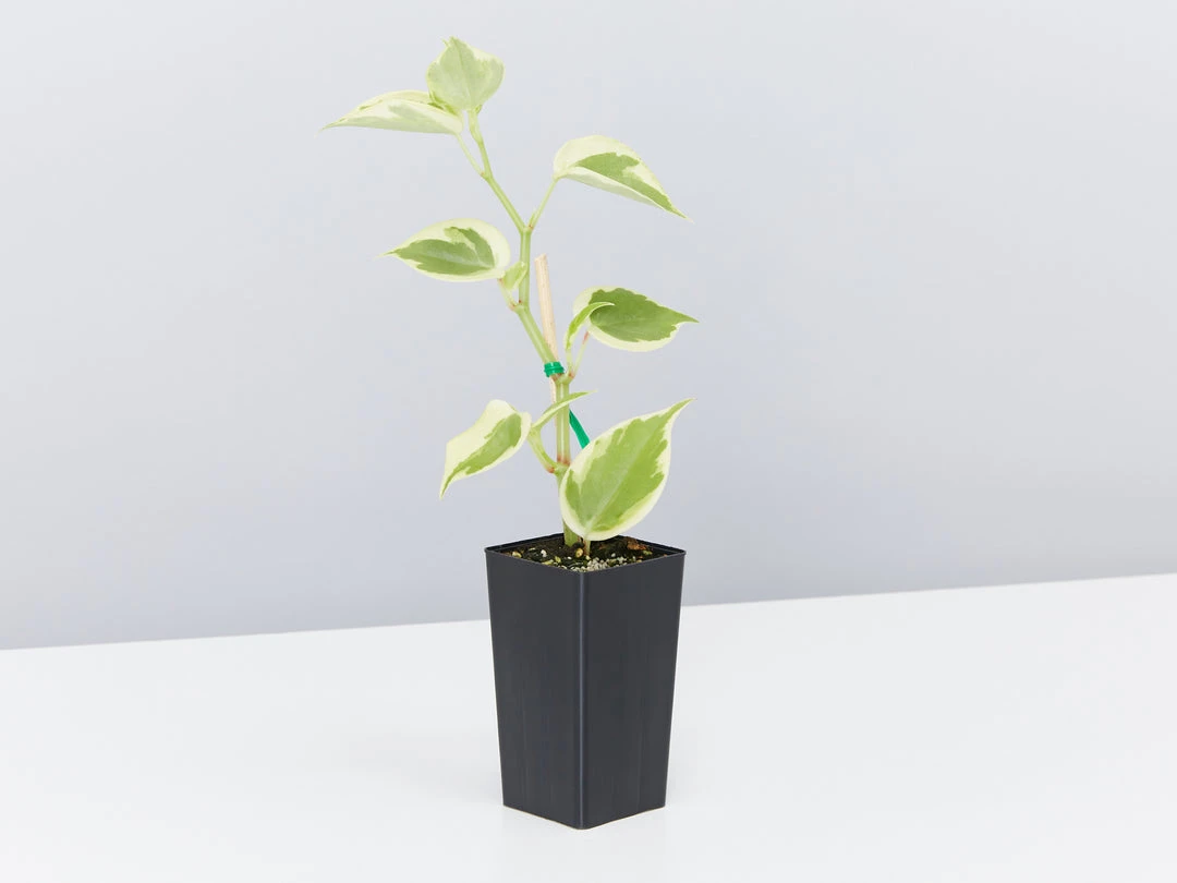 Indoor Garden The Teachers Classroom Houseplant Pack 6 Indoor Garden The Teachers Classroom Houseplant Pack