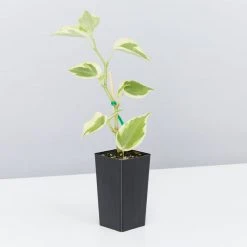 Succulents Cupid Peperomia Peperomia Scandens Variegata Pool Friendly Plants