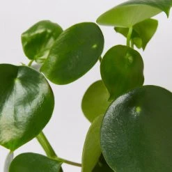 Indoor Garden Pet-friendly Indoor Plants All About Peperomia Pack 22 Indoor Garden Pet-friendly Indoor Plants All About Peperomia Pack