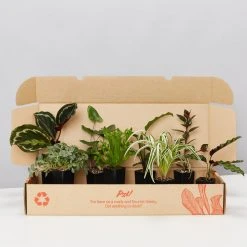 Indoor Garden Pet-friendly Indoor Plants Mr Kitly 6 Houseplants & 6 Pots - Pet-Friendly Edition
