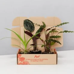 Indoor Garden Pet-Friendly???? Indoor Plant Pack - 85mm Pet-friendly Indoor Plants
