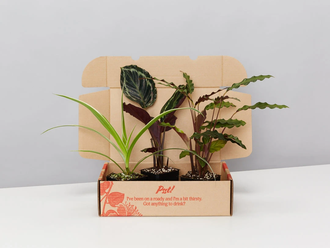 Indoor Garden Pet-Friendly✨ Indoor Plant Pack - 85mm Pet-friendly Indoor Plants 4 Indoor Garden Pet-Friendly???? Indoor Plant Pack - 85mm Pet-friendly Indoor Plants