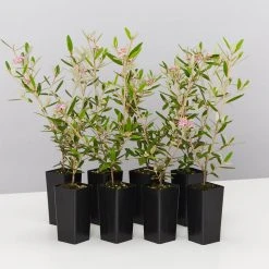 Plants In A Box Phebalium Woombye Pink