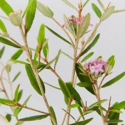 Plants In A Box Phebalium Woombye Pink