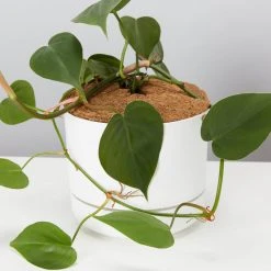 Pot + Plant Gift Box Philodendron Hederaceum 'Heart Leaf' - Pot + Plant + Soil