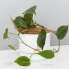 Pot + Plant Gift Box Philodendron Hederaceum 'Heart Leaf' - Pot + Plant + Soil
