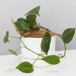 Pot + Plant Gift Box Philodendron Hederaceum 'Heart Leaf' - Pot + Plant + Soil