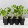 Plants In A Box Philodendron Minima Climbing Plants