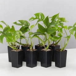 Plants In A Box Philodendron Minima Climbing Plants