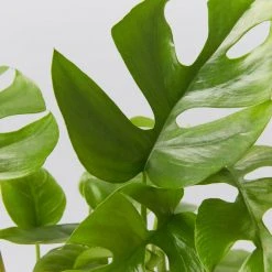 Plants In A Box Philodendron Minima Climbing Plants