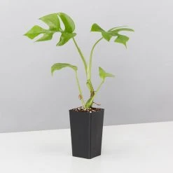 Plants In A Box Philodendron Minima Climbing Plants