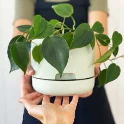 Indoor Garden Easy Care Plants Philodendron Hederaceum