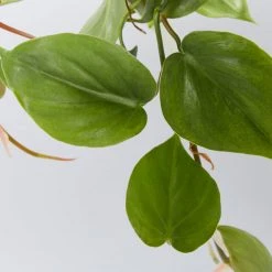 Indoor Garden Easy Care Plants Philodendron Hederaceum