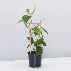 Pot + Plant Gift Box Philodendron Hederaceum 'Heart Leaf' - Pot + Plant + Soil